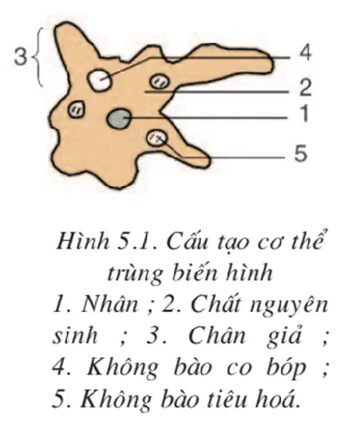 Sinh Học 7 Bài 5: Trùng Biến Hình Và Trùng Giày - Lý Thuyết & Bài Tập Sinh Học 7 Bài 5: Trùng Biến Hình Và Trùng Giày - Lý Thuyết & Bài Tập