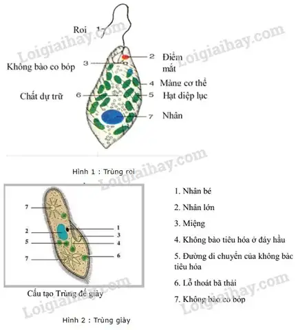 Trùng Đế Giày Di Chuyển Như Thế Nào: Cơ Chế Và Đặc Điểm Trùng Đế Giày Di Chuyển Như Thế Nào: Cơ Chế Và Đặc Điểm