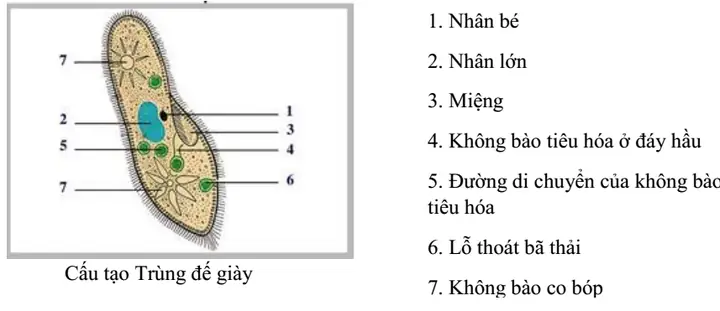 Cấu Tạo Cơ Thể Trùng Giày: Giải Đáp Chi Tiết Cho Học Sinh Lớp 7 Cấu Tạo Cơ Thể Trùng Giày: Giải Đáp Chi Tiết Cho Học Sinh Lớp 7