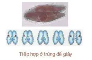 Trùng Giày Sinh Sản Bằng Hình Thức Nào? Phân Đôi & Tiếp Hợp Trùng Giày Sinh Sản Bằng Hình Thức Nào? Phân Đôi & Tiếp Hợp